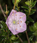 Hairy laurel <BR>Hairy wicky